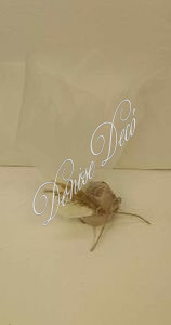 Μπομπονιερα ραβδωτο κερι