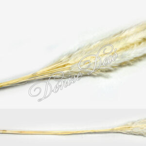 Κλαδι παμπας αποξηραμενο