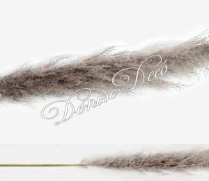 Κλαδι παμπας αποξηραμενο 01