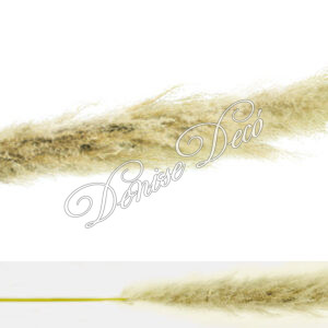 Κλαδι παμπας αποξηραμενο 02