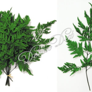 Αποξηραμενο κλαδι φτερη