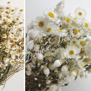 Αποξηραμενο κλαδι χαμομηλι