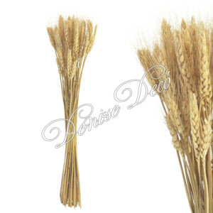 Κλαδι Σταχυ αποξηραμενο