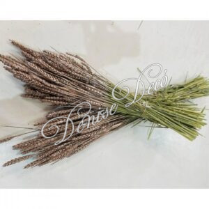 Αποξηραμενο κλαδι Σταχυ 02